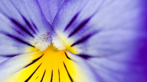 Žlto fialový kvet